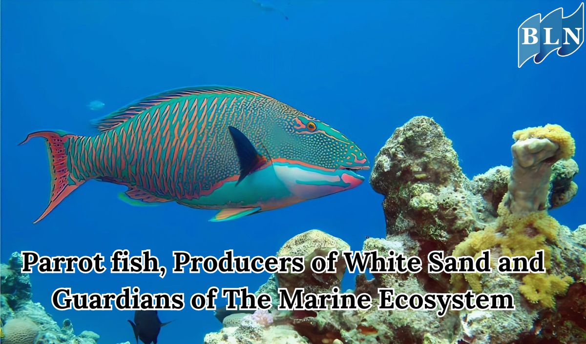 Get to Know The Parrot Fish: The Producer of White Sand and the Guardian of the Marine Ecosystem